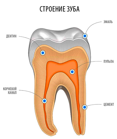 Bilden visar tandens struktur: det är uppenbart att dentin är en stor del av den.