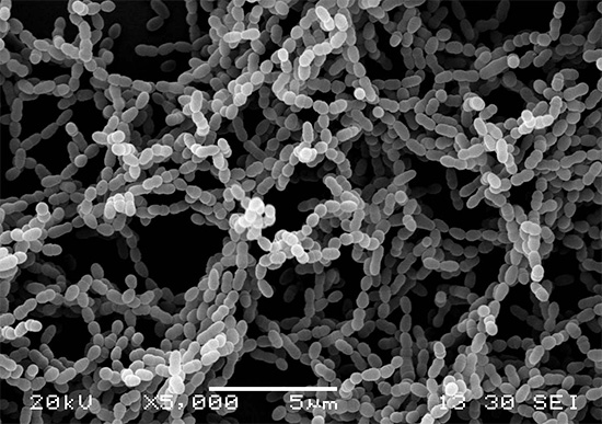 Eine Kolonie von Bakterien Streptococcus mutans, verursacht Karies