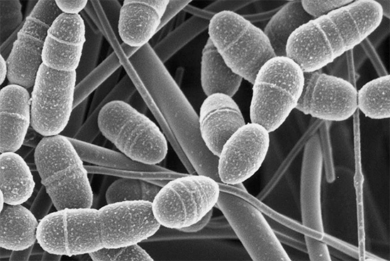 Çürüklerin gelişimi, ağız boşluğunda, özellikle de anaerobik bakteriler Streptococcus mutans içinde birtakım mikroorganizmalara katkıda bulunur.