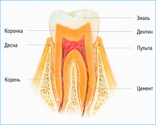 Nello smalto del dente non ci sono terminazioni nervose, quindi, con la carie iniziale, le sensazioni del dolore non sono praticamente espresse.