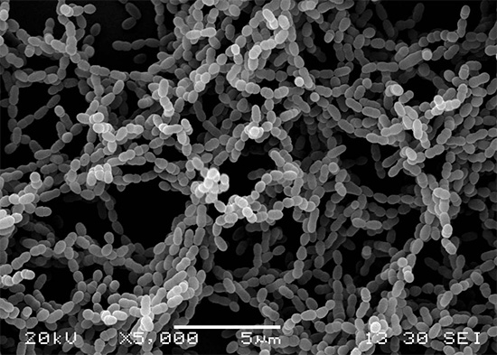 Cariesogena bakterier Streptococcus mutans under ett elektronmikroskop