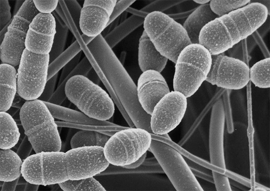 Streptococcus mutans는 세포 벽 표면의 특수 수용체 때문에 치아 법랑질에 붙을 수 있습니다.