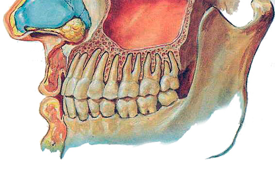Esta imagen muestra claramente qué tan cerca están las raíces de los dientes superiores del seno maxilar.