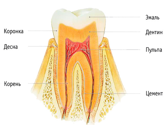 La imagen muestra la estructura del diente: cuando se blanquea, el efecto es principalmente sobre el esmalte.