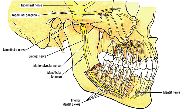 La parestesia después de la extracción dental puede ocurrir debido a la compresión del nervio debido a un edema desarrollado, o debido al daño al nervio con instrumentos quirúrgicos.